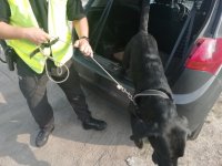Zdjęcie kolorowe:funkcjonariusz z Krajowej Administracji Skarbowej wraz z psem wyszkolonym do wyszukiwania narkotyków